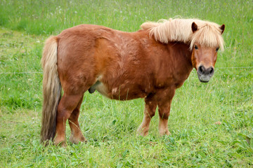 Portrait eines Pferd auf der Koppel, Ponny, Pferdestudie