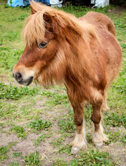 Fototapeta premium Portrait eines Pferd auf der Koppel, Ponny, Pferdestudie