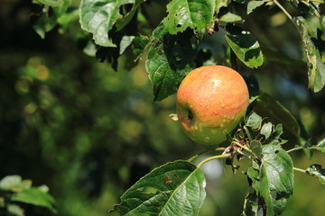 schöner Apel am Baum
