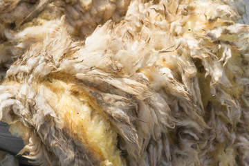 raw wool fleece just sheared before being spun