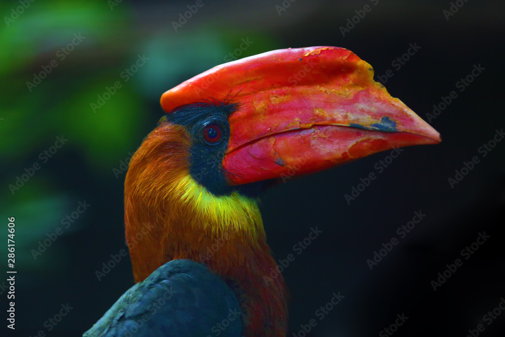 Poster the rufous hornbill (buceros hydrocorax), also known as the philippine hornbill and locally as a kal