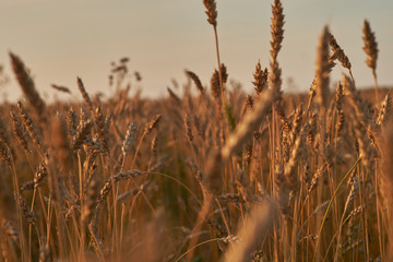 agriculture, farming. Rye field at sunset