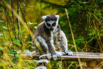 Lemur na polanie