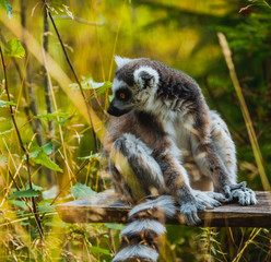 Lemur na polanie