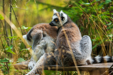 Lemur na polanie