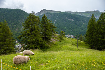 Two black nose sheep grazing near valley Zermatt