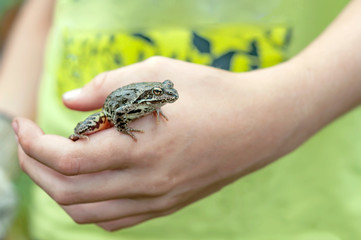 Obraz premium Frog ordinary, living in the garden sits on the hand of a child. Portrait of a frog caught by a boy