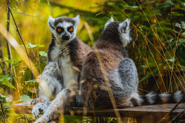 Lemur na polanie