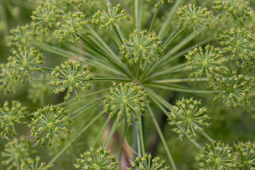 Green dill umbrella close-up on a summer cloudy day