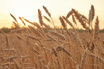 agriculture, farming. Rye field at sunset