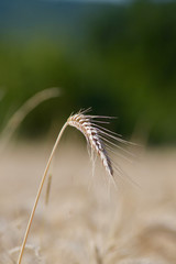 ähre im weizenfeld mit grünem hintergrund Landwirtschaft Ökologie