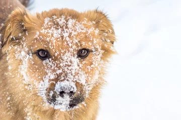 Fotobehang Young furry dog in the snow, closeup portrait dog, copy space_ © Volodymyr