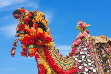 Beautiful decorated Camel at Bikaner camel festival in Rajasthan, India