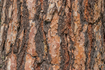 Texture of orange brown pine tree bark