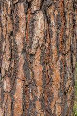 Texture of orange brown pine tree bark
