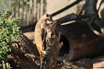 Meerkat on tree