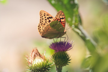 Aglaia butterfly sitting on a purple flower on a blurred background of nature