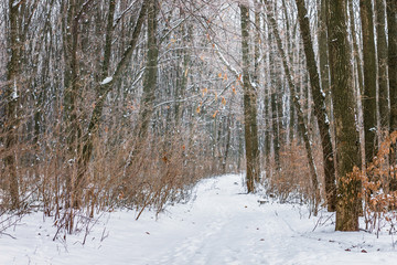 Fototapeta premium Landscape with winter forest in the snow_