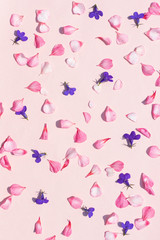 Delicate pink solid background with geranium petals and purple l