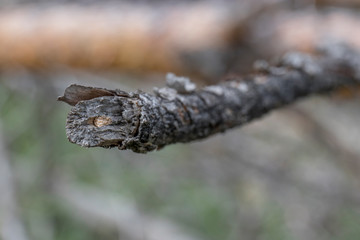 Branch of an old tree with bark in summer