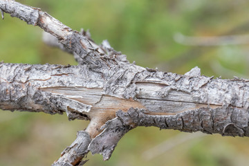 Branch of an old tree with bark in summer