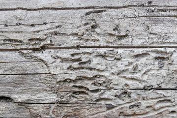Naklejka na ściany i meble Texture of old gray wood eaten by beetles