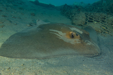Fototapeta na wymiar Cowtail Stingray On the seabed in the Red Sea