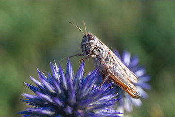 Grasshopper sitting on a blue flower close-up