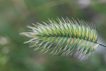 Green ear of summer closeup