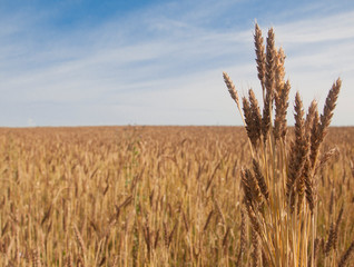 Wheat field against a blue sky