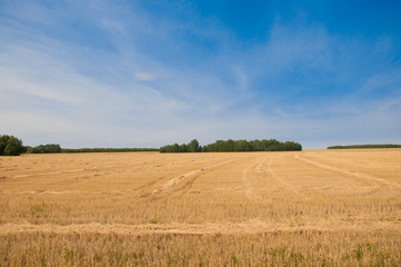 Fototapeta na wymiar Wheat field after harvest and blue sky