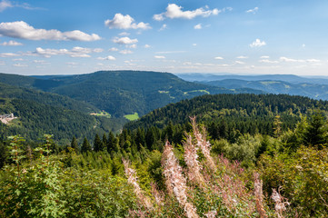 Obraz premium Black Forest in Bavaria, Germany. Untouched nature with mountains, forests, lakes and enchanting countries. The mountains near Lake Mummelsee with the mermaid statue.