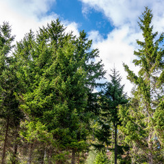 Black Forest in Bavaria, Germany. Untouched nature with mountains, forests, lakes and enchanting countries. The mountains near Lake Mummelsee with the mermaid statue.