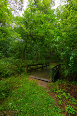 Fototapeta na wymiar Bridge in the woods