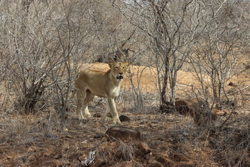 Lioness in the bush 