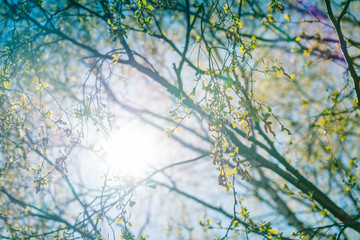 Photo of very young birch leaves from buds against of Sun at very bright day with blue sky, diffused background