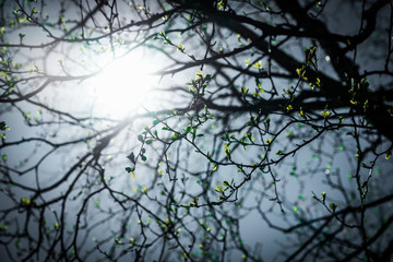 Photo of very young birch leaves from buds against of Sun at very bright day with blue sky, diffused background