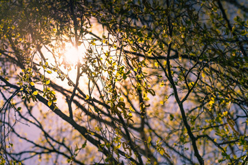 Photo of very young birch leaves from buds against of Sun at very bright day with blue sky, diffused background