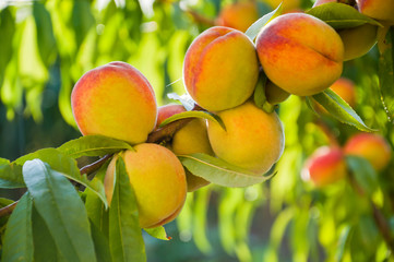 Ripe peaches on tree branches