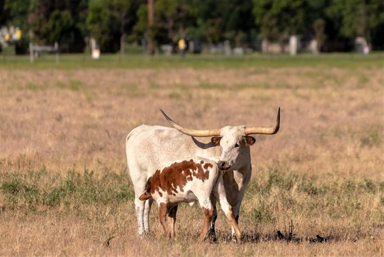 Longhorn cattle in field or pasture.