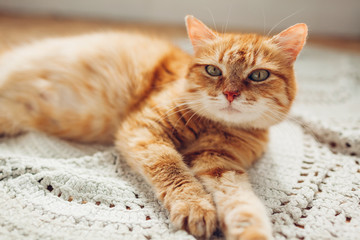 Fototapeta na wymiar Ginger cat lying on floor rug at home. Pet relaxing and feeling comfortable