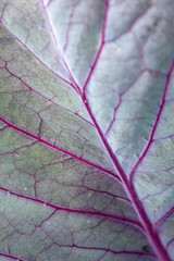 Purple veins on gray-green leaves. Natural neon eco background