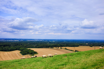 Fototapeta premium harvest landscape with green field and blue sky
