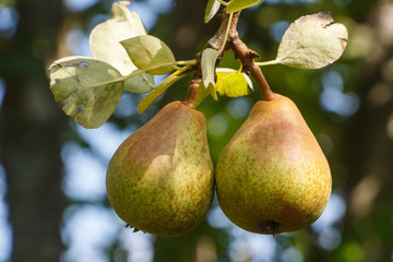Pears ripening on a pear tree in an orchard during summer