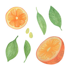 A set of orange, slices and leaves, watercolor illustration of tropical fruit