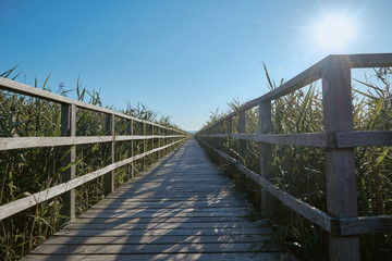 Wooden boardwalk and nature at Unesco world heritage "Federsee" in Bad Buchau, Germany. Summer landscape on a sunny day