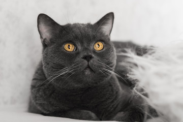 Gray cat, british breed, emotional look, close-up, white background