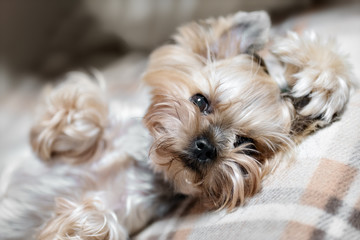 Funny and cute portrait of a terrera puppy.