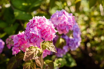 Fototapeta premium Beautiful pink hydrangea or hortensia on blurred background. Summer flowers.blossom Pink hydrangeas in garden.Bushes of hydrangea. Flowers are blooming in spring and summer on sunny day.