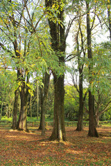 Ibirapuera